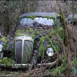 _45634248_vintageundergrowth _45634248_vintageundergrowth