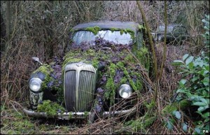 _45634248_vintageundergrowth