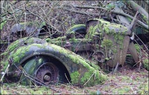 _45634251_vintagegrowing4