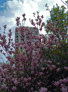 battersea-spring