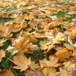 autum_leaves1 autum_leaves1