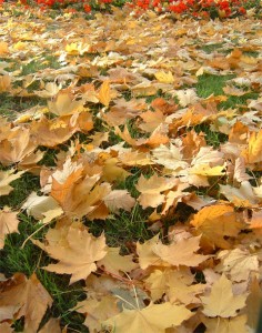 autum_leaves1
