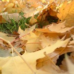 autum_leaves2 autum_leaves2
