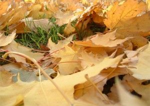 autum_leaves2
